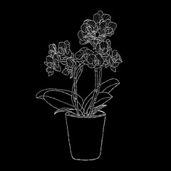 Orchid flower vector illustration with hand drawing style