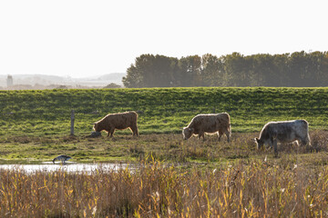 Highland Rinder am Leuchtturm Neuland bei Hohwacht und Behrensdorf in der Hohwachter Bucht an der Ostsee