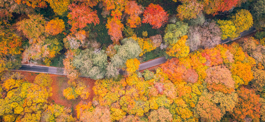 Aerial view of forest and road in autumn with colorful trees. Drone photography. Amazing nature landscape dreamy top aerial view. Mountain forest natural vivid colors. Aerial colorful fall foliage