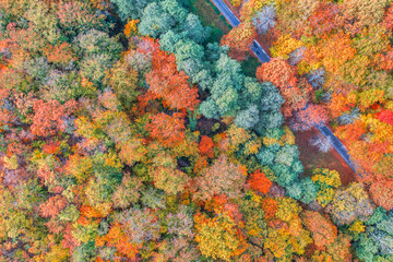 Aerial view of forest and road in autumn with colorful trees. Drone photography. Amazing nature landscape dreamy top aerial view. Mountain forest natural vivid colors. Aerial colorful fall foliage