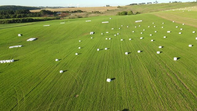 Hay roll silage wrapped in the field, aerial view