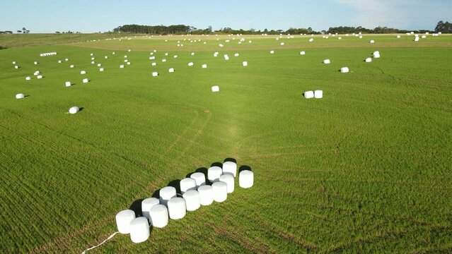 Haylage roll silage wrapped with plastic film in the field, aerial view