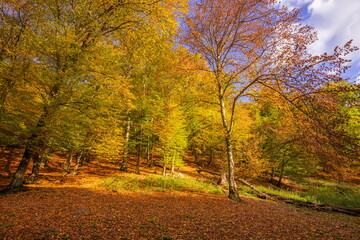 Colorful autumn trees in sunrise on meadow. Majestic nature landscape, soft pastel colors, dream nature, sunset autumnal background. Forest leaves closeup golden meadow. Peaceful amazing nature view