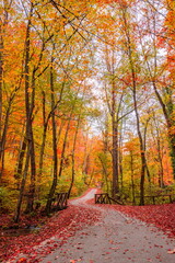 Colorful dream trees leaves and footpath road in autumn landscape. Deep in the forest trail and autumn colors magnificent view. Majestic beautiful sunny walk. Picturesque path in autumn forest nature