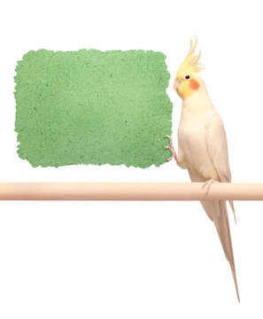Pet parrot corella holds in its paw an eco-friendly blank background for an inscription made of recycled green paper. Creative eco concept. Love of nature, concern for the environment.
