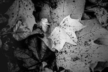 Black and white autumn leaves. Dramatic abstract seasonal forest ground with bright wet dry leaves....