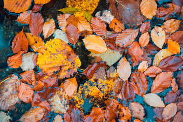 Bright yellow orange fallen maple leaves in calm water. Autumn natural background. Abstract autumn fall season, top view of peaceful leaves in shallow water. Peaceful nature foliage tranquil pattern