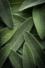 Close up of sage leaves background image - 542429013