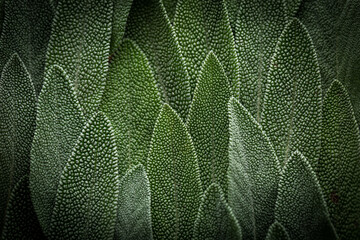 Close up of sage leaves background image