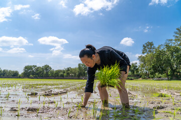 Fototapeta premium Amateur Asian man tests and tries to transplant rice seedlings in paddy rice field in the open sky day.