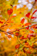 Beautiful nature closeup. Gold orange fall leaves in park, autumn natural background on peaceful blurred foliage. Relaxing nature leaves, colors. Serene tranquil sunshine abstract forest landscape