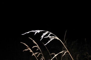 On a dark autumn night in a field with last year's dry vegetation