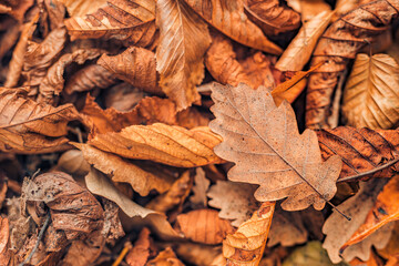 Beautiful nature closeup. Gold orange dry fall leaves in park, autumn natural background. Relaxing nature leaves, colorful. Serene tranquil sunshine abstract forest pattern landscape