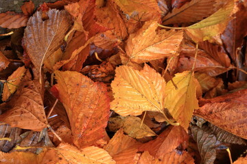 地面一杯に広がる紅葉し落葉した木の葉