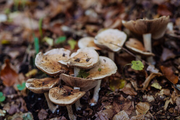 Close-up of brown mushroom growing in forest.
