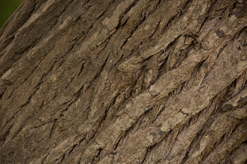 Naklejka premium Tree trunk old plant natural texture