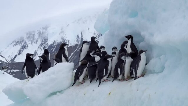 Adelie Penguins group huddle on small iceberg, Antarctica
Sailing shot, Adelie Penguins, Antarctic Peninsula, 2022

