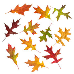 set of autumn leaves of red oak isolated on white background.