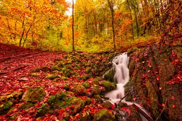 Fotobehang Oranje Autumn creek woodland with sunny yellow trees foliage rocks in forest mountain. Idyllic travel hiking landscape, beautiful seasonal autumn nature. Amazing dream scenic colorful outdoor inspire nature  © icemanphotos