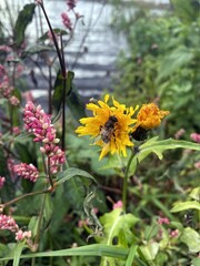 Пчела заснула на желтом цветке