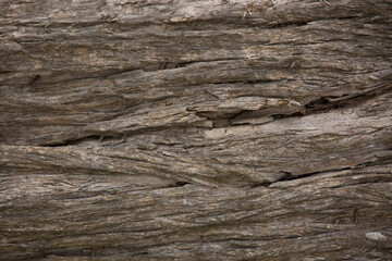 Tree trunk old plant natural texture