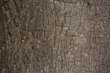 Tree trunk old plant natural texture