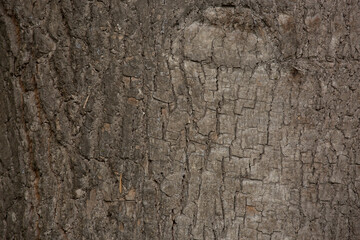 Tree trunk old plant natural texture