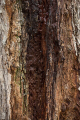 Tree trunk old plant natural texture