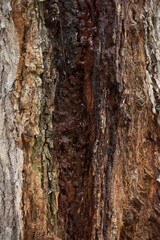 Fototapeta premium Tree trunk old plant natural texture