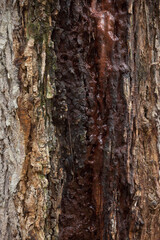 Obraz premium Tree trunk old plant natural texture