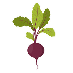 Betroot vegetable illustration. - 542431486