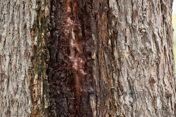 Tree trunk old plant natural texture