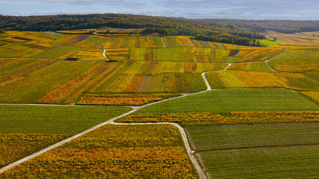 Les vignes de Champagne &agrave; l'automne. Photo a&eacute;rienne.
