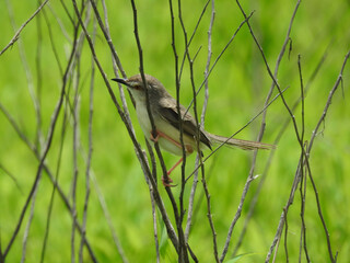A bird sitting on a branch.