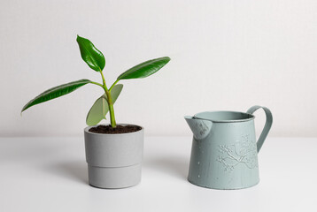 young ficus elastic plant in gray pot and metal watering can on table. houseplant care concept. indoor plants.