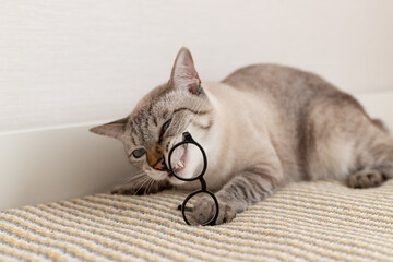 Young tabby cat biting glasses on couch. Pets concept. selective focus