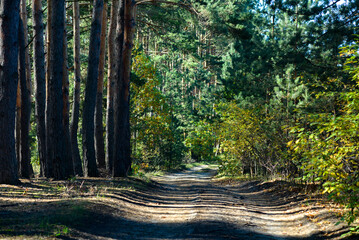 Forest road in a pine forest.