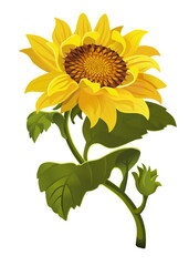 Illustration Beautiful sunflower flower. Vector