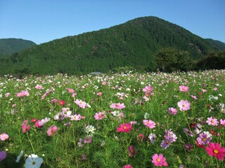 京都　大原のコスモス畑の風景