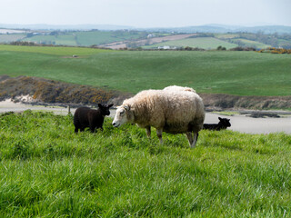Fototapeta premium Sheep graze in a green meadow. A few sheep in a farmer's pasture. Free grazing of livestock. Agricultural landscape. White sheep on grass