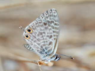 Common Blue Complex butterfly. Lang's Short-tailed Blue. Leptotes pirithous 