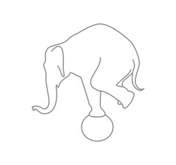The elephant is balancing on the ball