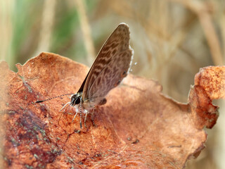 Common Blue Complex butterfly. Lang's Short-tailed Blue. Leptotes pirithous 