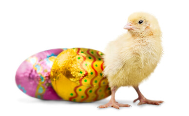 Cute little chicken with  egg isolated on white background