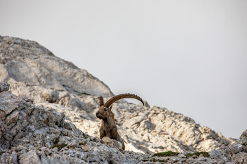 Alpine ibex picture taken in Julian alps, Slovenia	