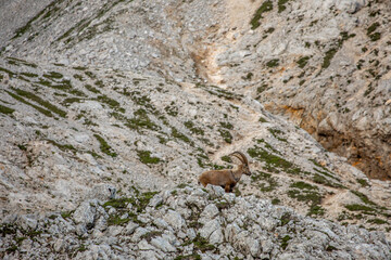 Alpine ibex picture taken in Julian alps, Slovenia	
