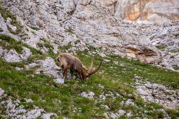 Alpine ibex picture taken in Julian alps, Slovenia	