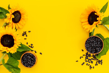 Blooming yellow sunflowers with sunflower seeds. Summer or autumn background