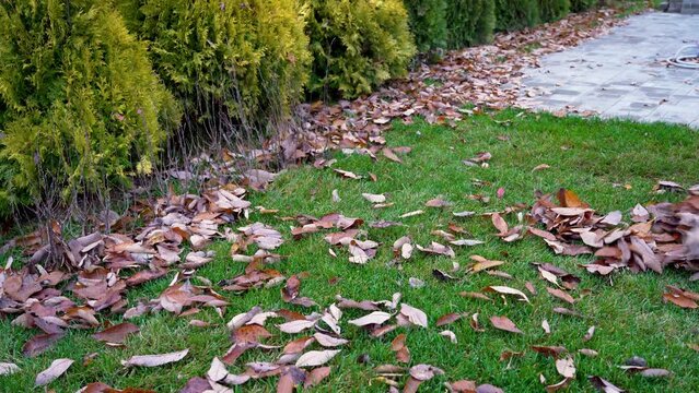 Cleaning of fallen dry leaves from the lawn with rake gardening work tool in the autumn in the backyard
