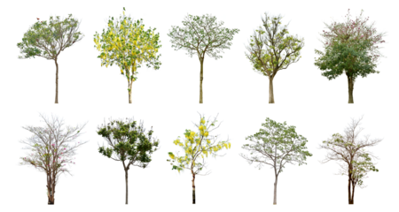 Collection Tree has green young leaves. black trunk and branches (spring). Total 10 trees. The Ratchaphruek tree is blooming bright yellow.